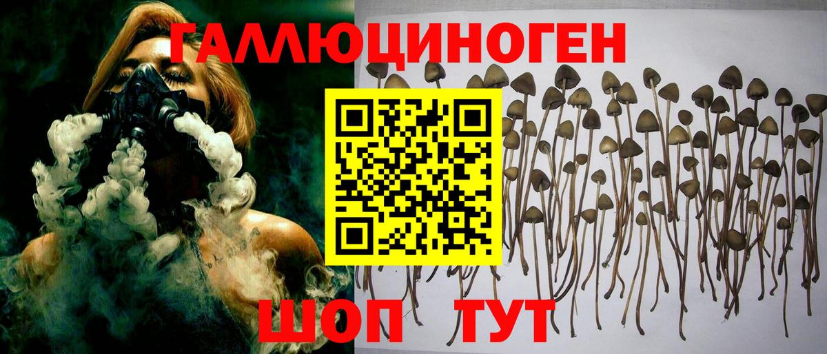 Вышний Волочёк  Псилоцибиновые грибы прущие грибы  Вход с VPN 